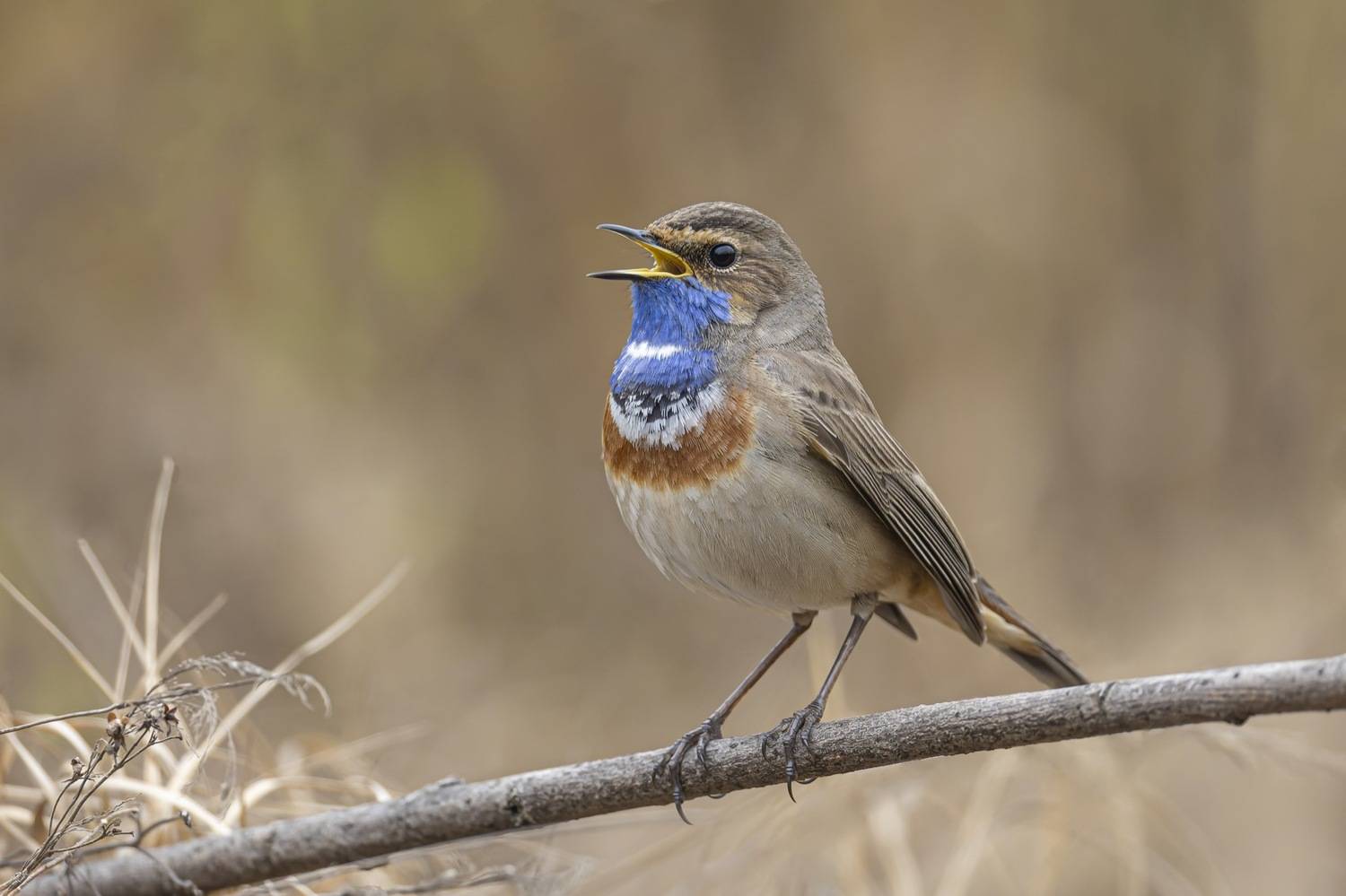 варакушка, птицы, Руслан Pl