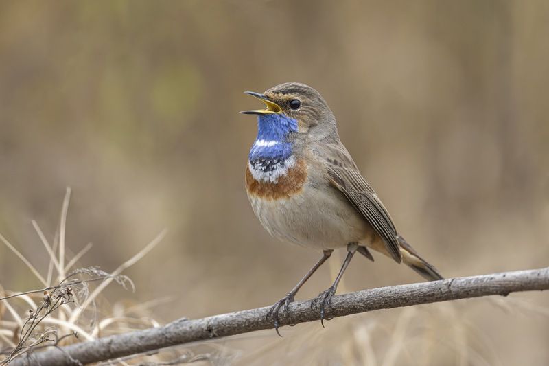 варакушка, птицы Варакушка фото превью