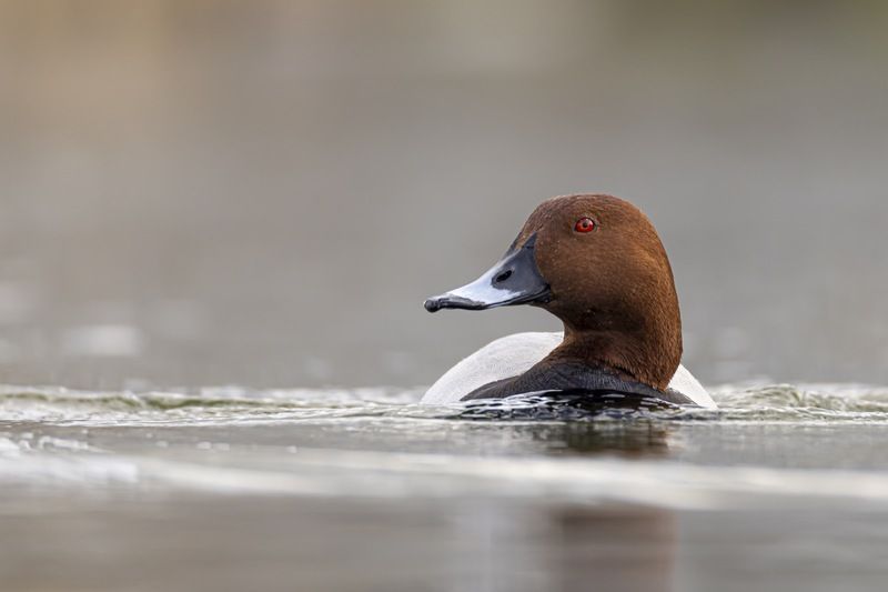красноголовый нырок, птицы, нырок Красноголовый нырок фото превью