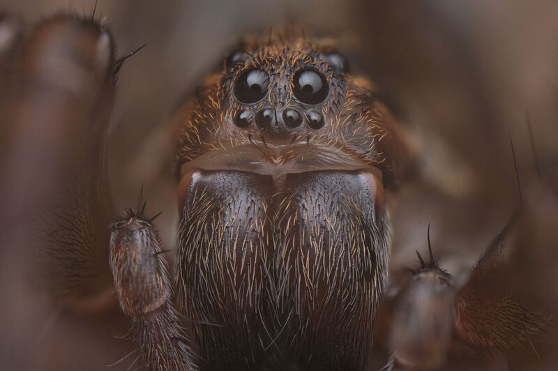 Portrait , spider фото превью