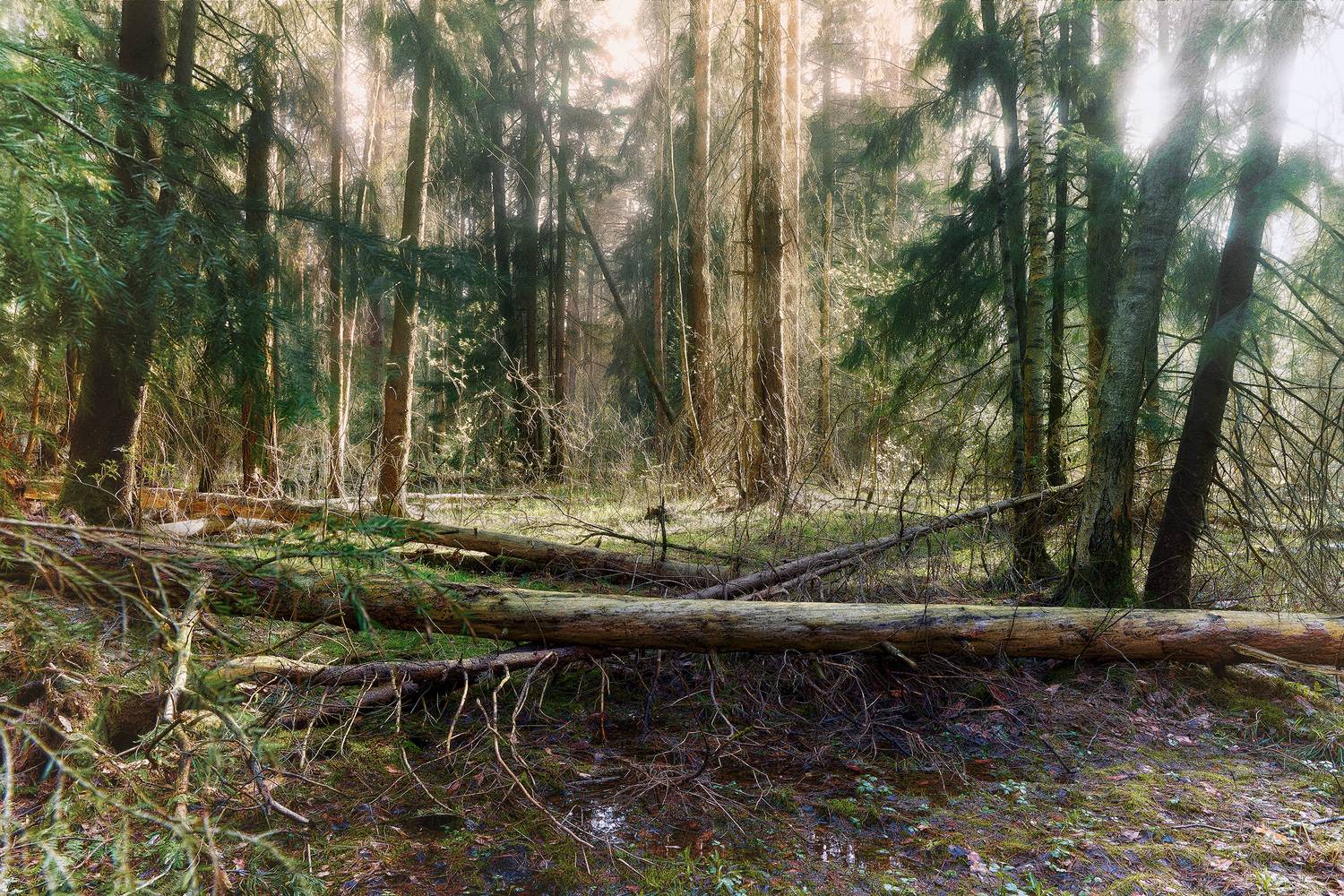 лес, свет весна, Валерий Вождаев