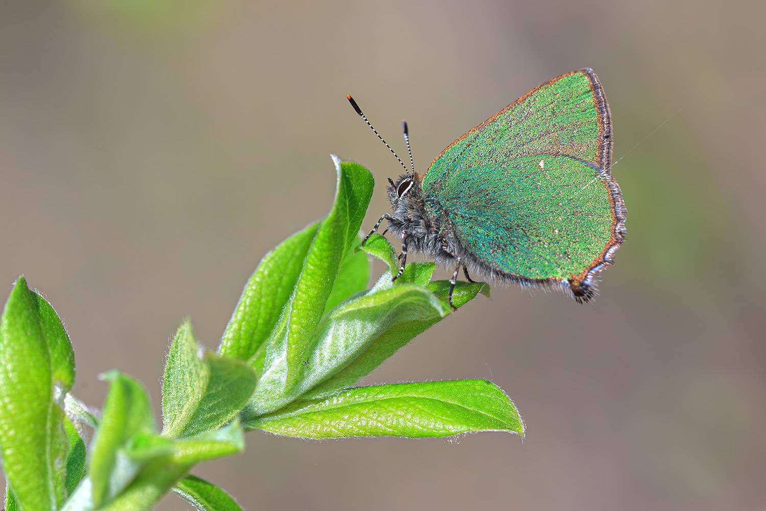 насекомые, бабочка, голубянка, малинница, весна, апрель, Борис Новиков