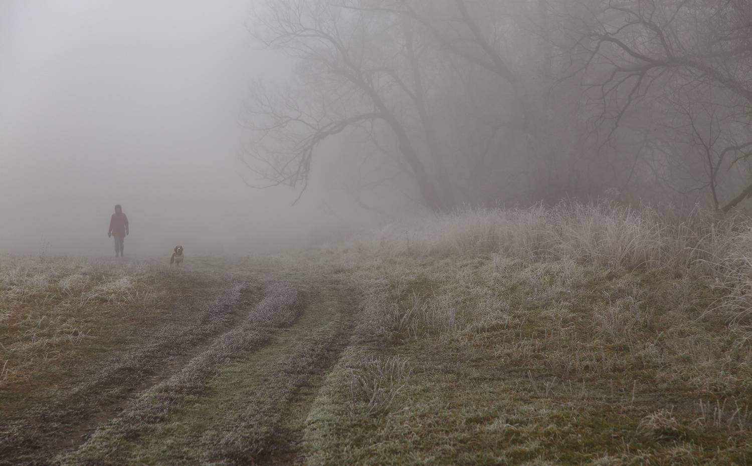 туман собака деревья пейзаж, Мурзинов Виктор