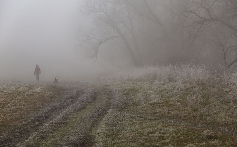 туман, собака, деревья, пейзаж Собака и туман фото превью