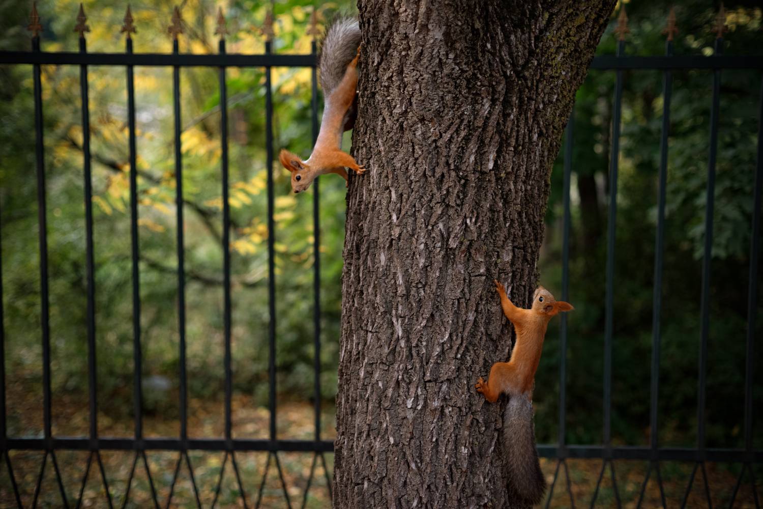 , Елена Литовская