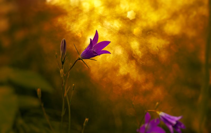 ... фото превью