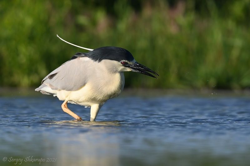 Самец кваквы фото превью