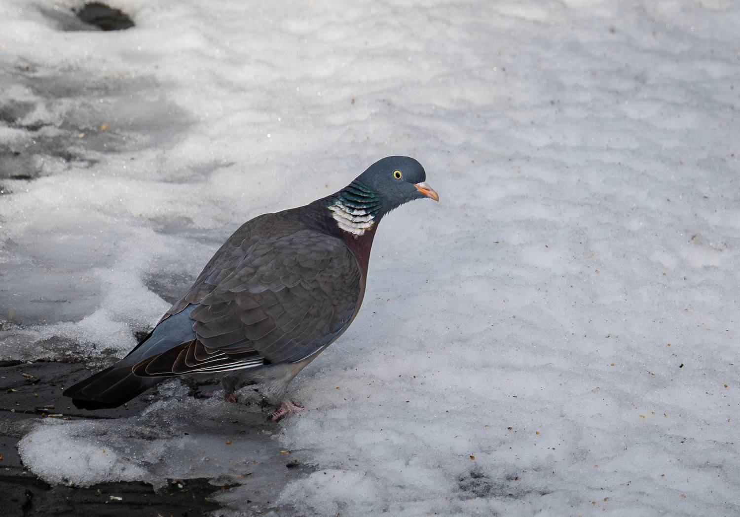 , Курлянцев Алексей