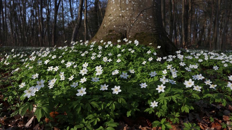 ветреница дубравная, anemone nemorosa, anemonoides nemorosa, первоцветы, весна, цветение, лесные цветы, цветы, лес, spring, forest flowers, flowers, forest Цветёт ковёр ветреницы дубравной фото превью