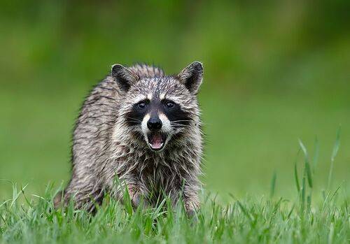 Raccoon -Енот-полоскун