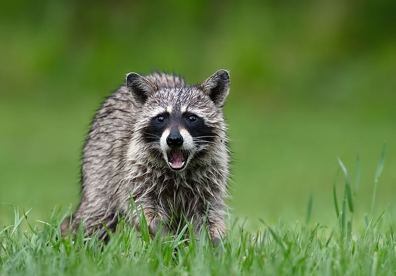 енот обыкновенный, енот-полоскун, raccoon, енот, дикие животные, животные, animals Raccoon -Енот-полоскун фото превью