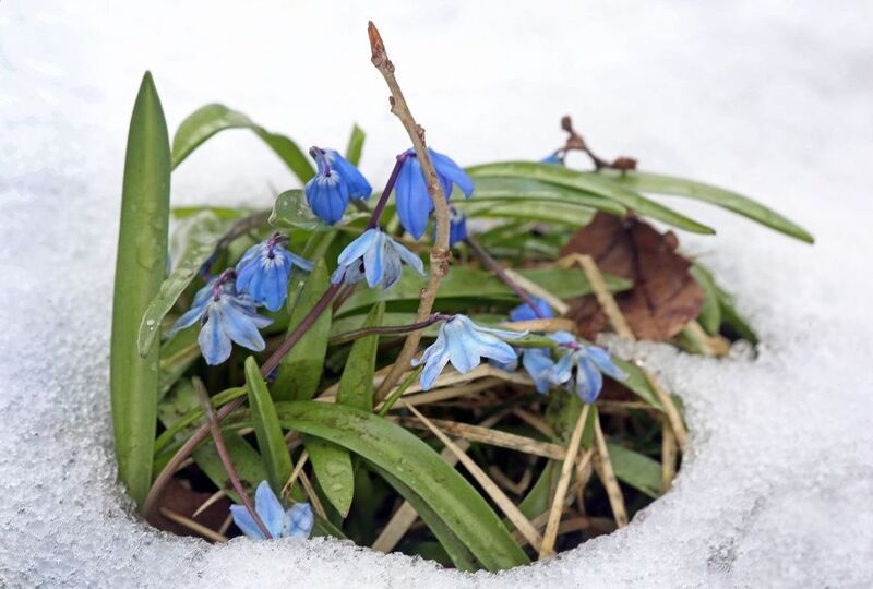 пролески а апреле фото превью