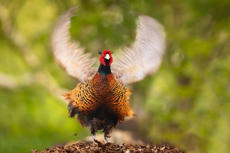 Фазан фото превью