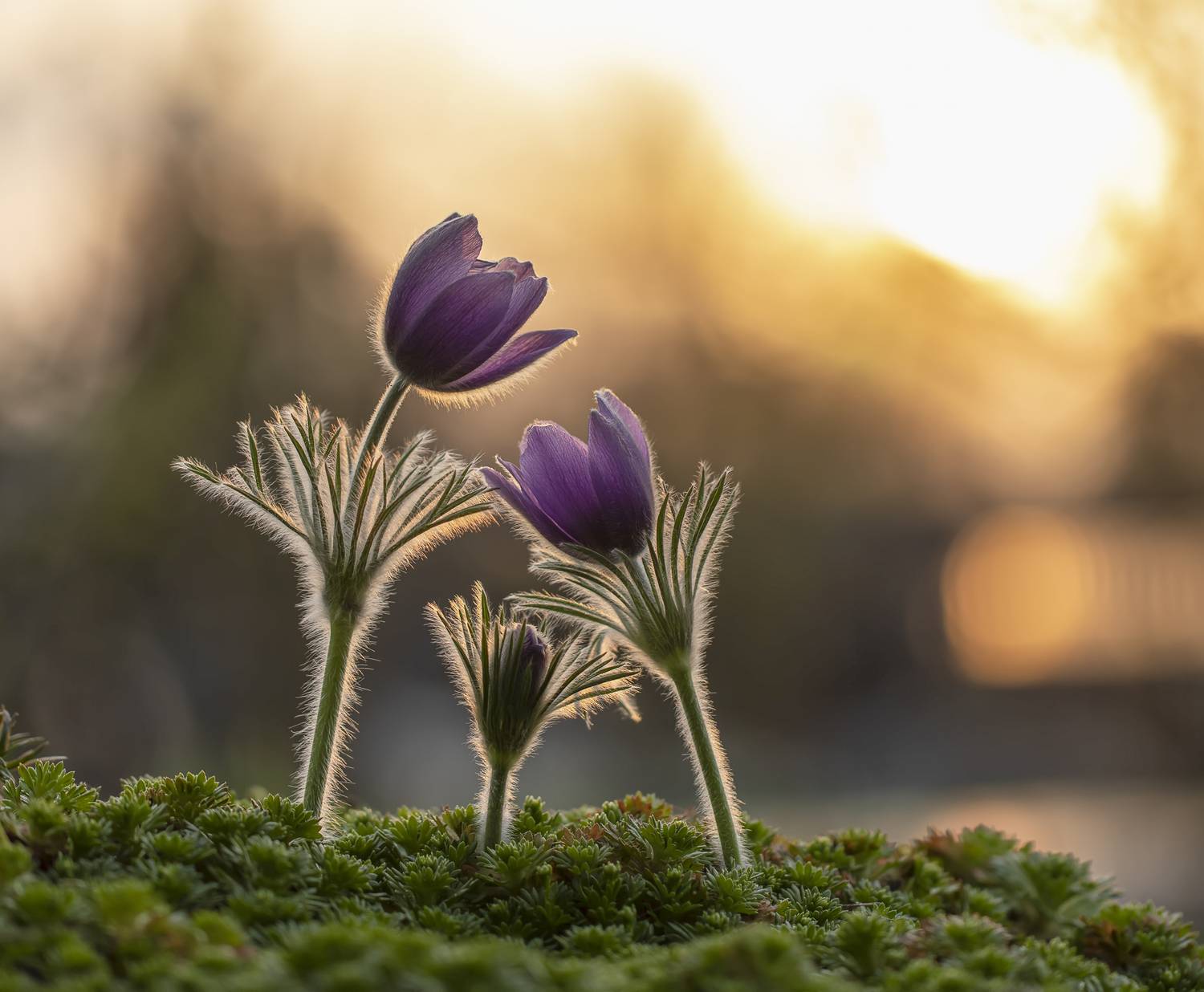 закат, прострел, сон-трава, Татьяна Феденкова
