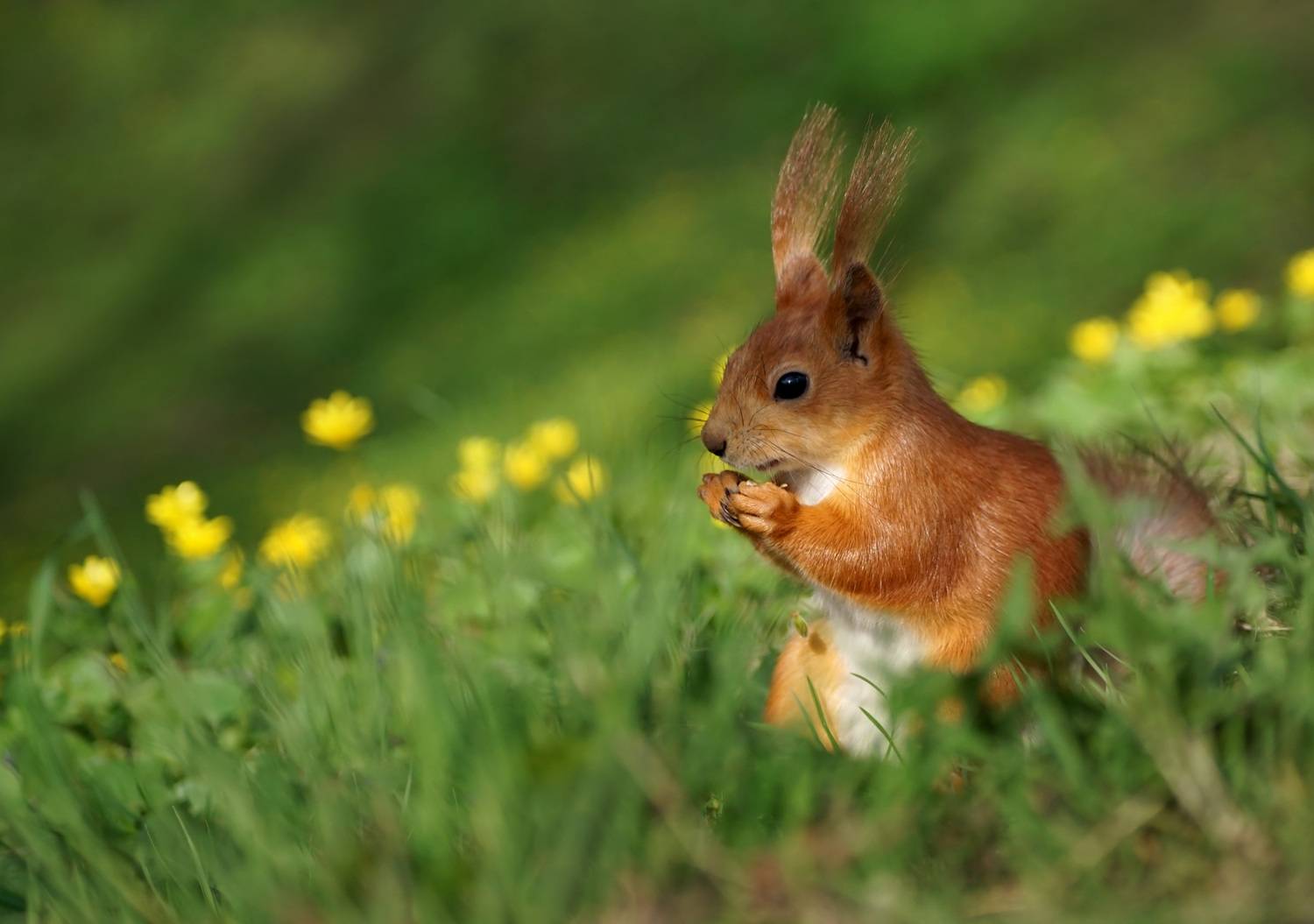 Белка, Чепленко Алексей