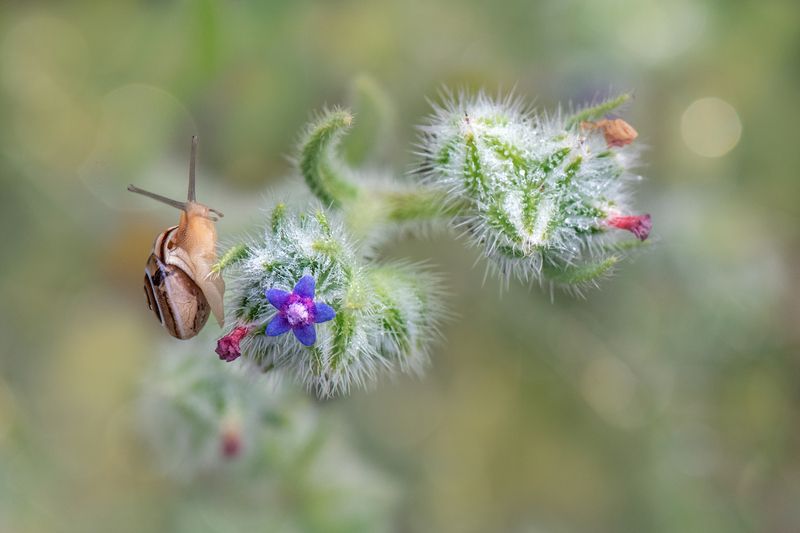 *** фото превью