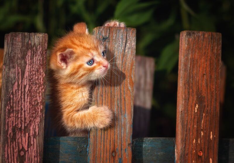 *** фото превью