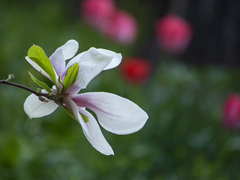 природа, макро, цветение, весна, магнолия Суланжа Пикард Сандей Отцветает красавица магнолия фото превью