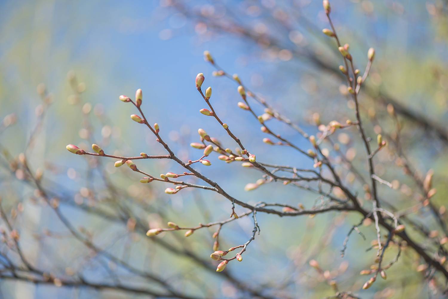 , Наиля Гарифуллина