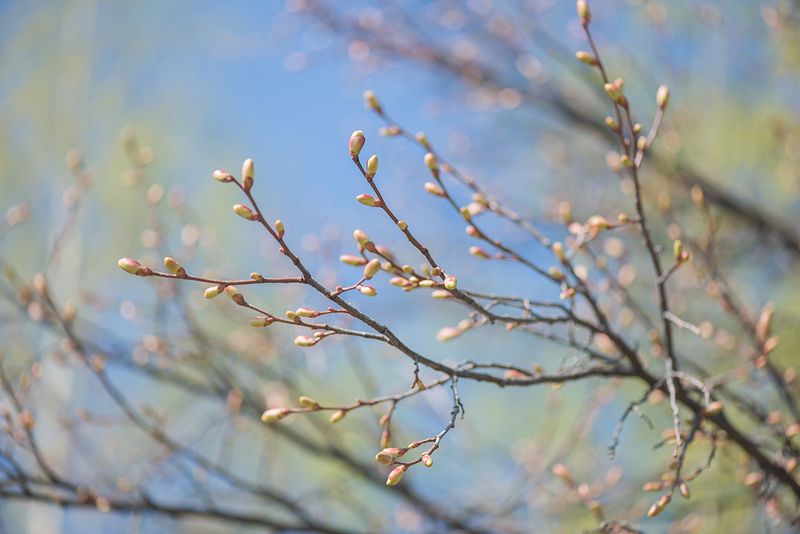 Апрель  фото превью
