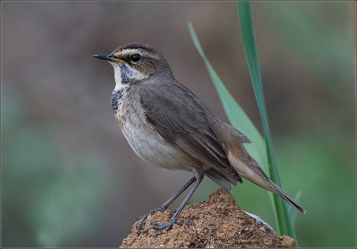 москва, апрель, парк, птица, АНАТОЛИЙ ДОВЫДЕНКО