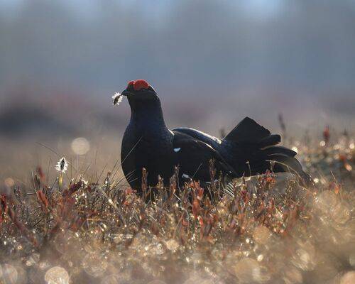 Тетерев на току