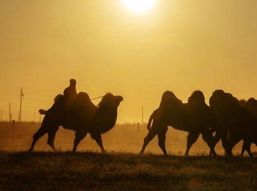 Mongolian camel winter festival