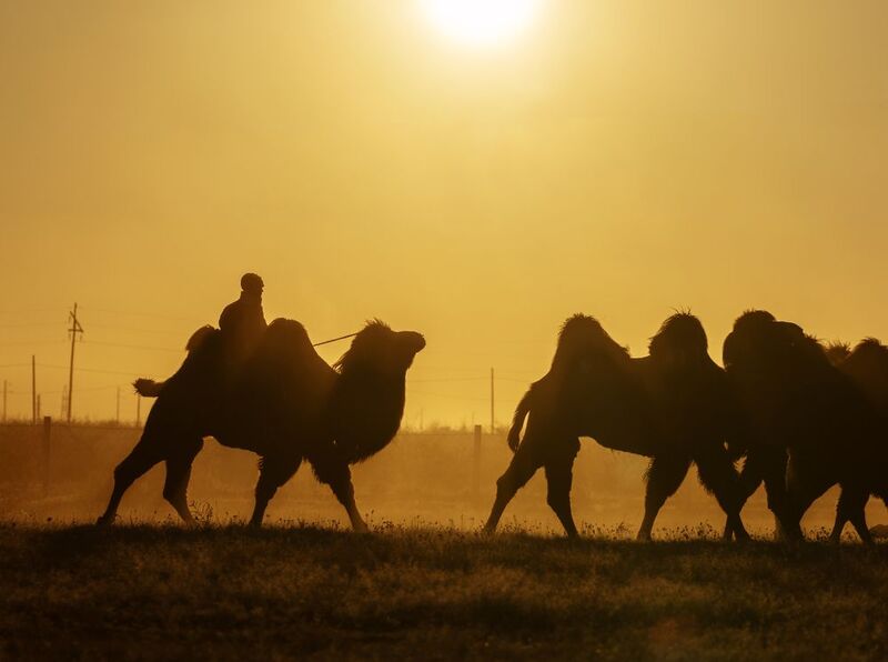Mongolian camel winter festival Mongolian camel winter festival фото превью