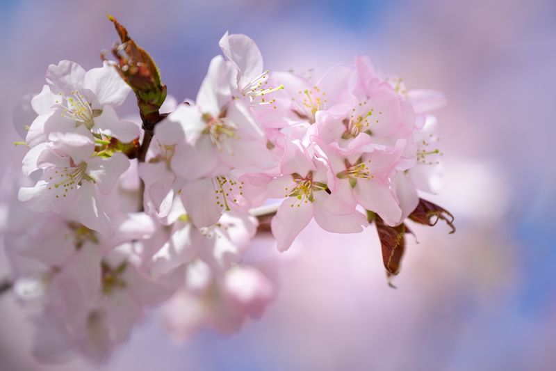 Сакура цветёт фото превью