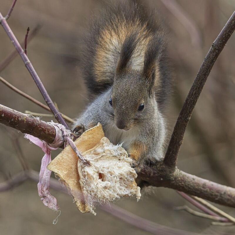 белка Белка-салоед фото превью