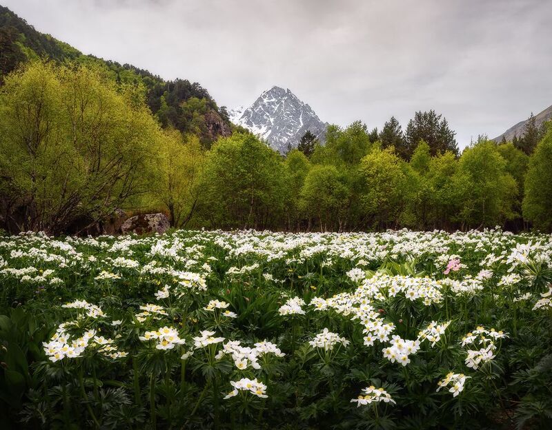 кавказ, кабардино-балкария, горы,  чегем, чегемское ущелье, кбр, тихтенген, цветы, горные цветы, цветение Весна горная фото превью