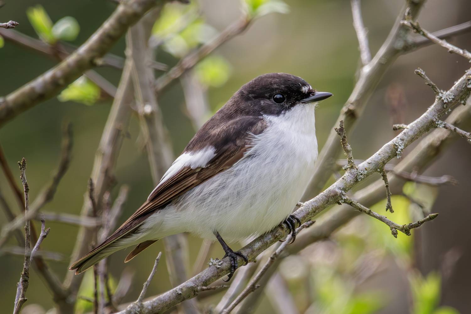 мухоловка-пеструшка, мухоловка, пеструшка, Морозов Сергей