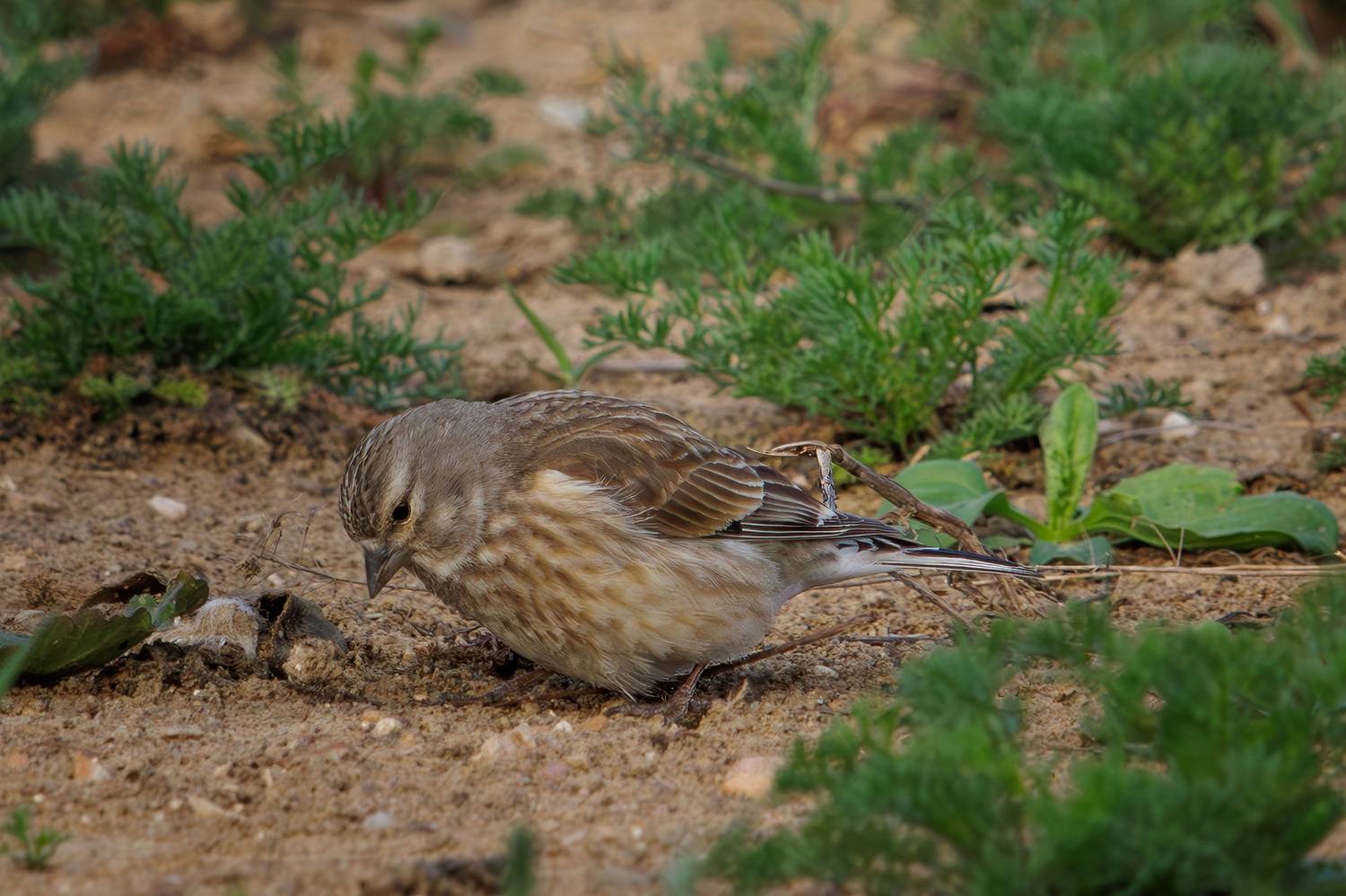 коноплянка, Морозов Сергей