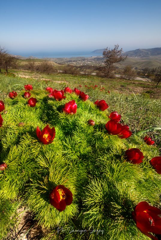 фото превью