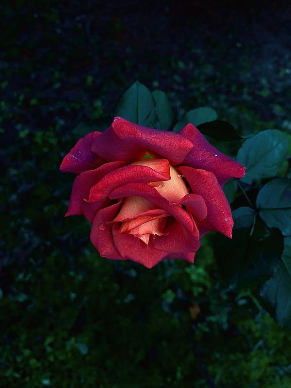 Rose фото превью