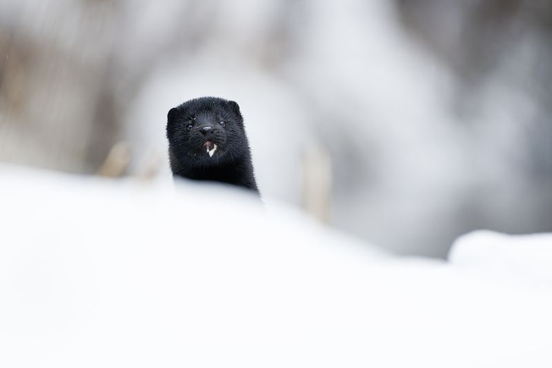 Американская норка фото превью