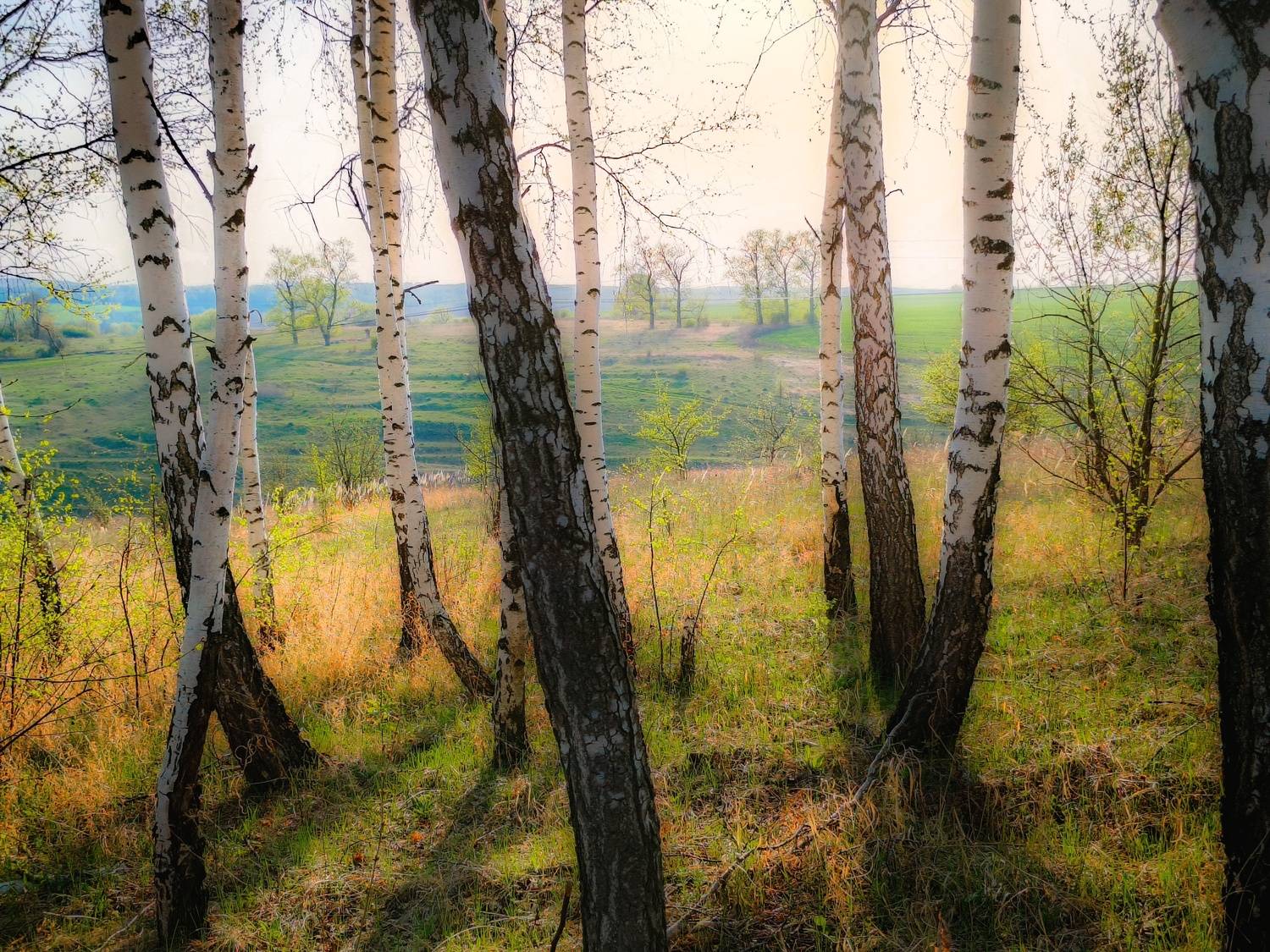 , Кондрашова Светлана