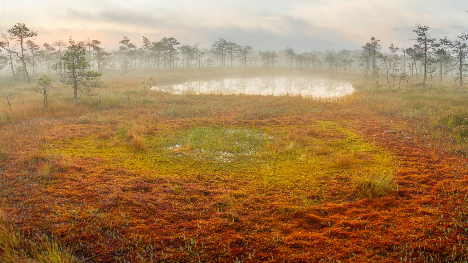 , Комарова Вера