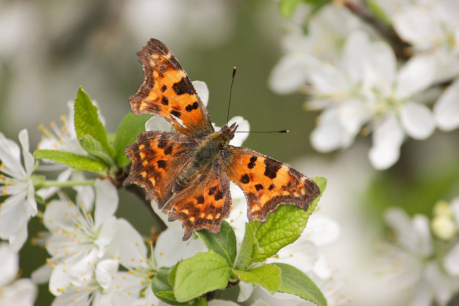 бабочка, углокрыльница c-белое, углокрыльница с-белое, углокрыльница ц-белое, polygonia c-album, КарОл