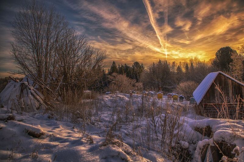 apiary in winter фото превью