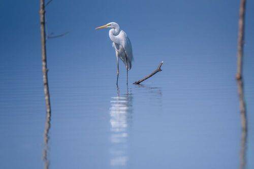 Great Egret