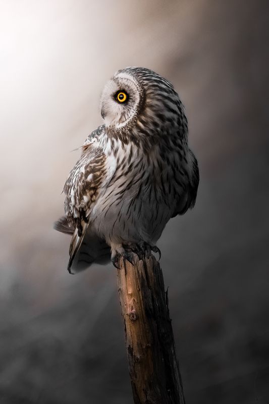 To the light. фото превью