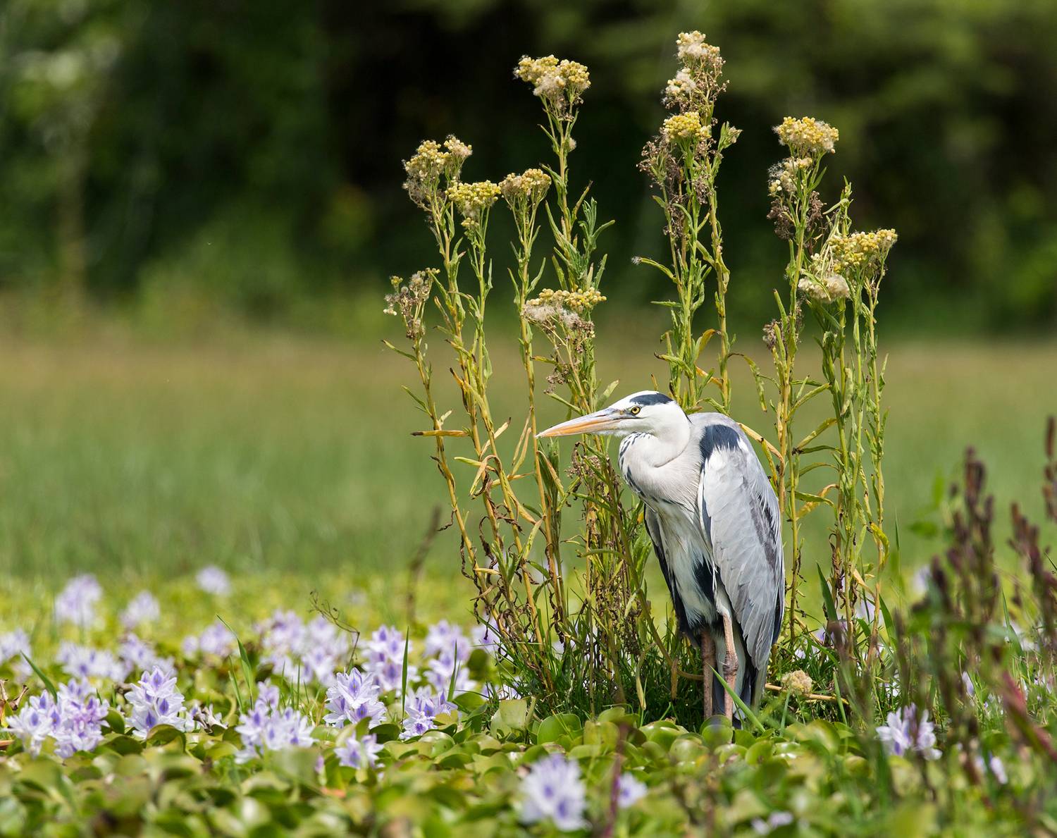 , Vorobeychik Vladimir
