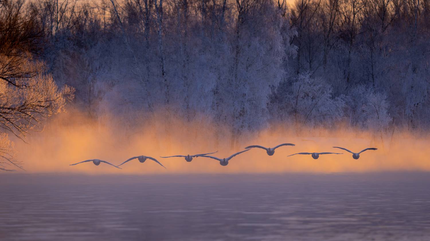 Лебеди, Лебединое озеро, Алатй, Урожайное, оз. Светлое, Кабанов Дмитрий