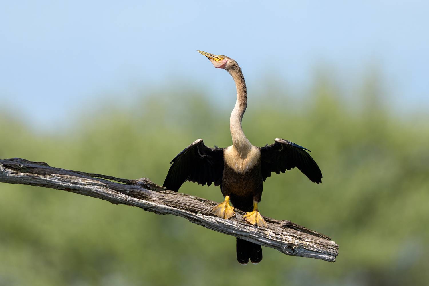 птица, фотоохота, змеешейка, природа, фауна, Vladimir Kulikov