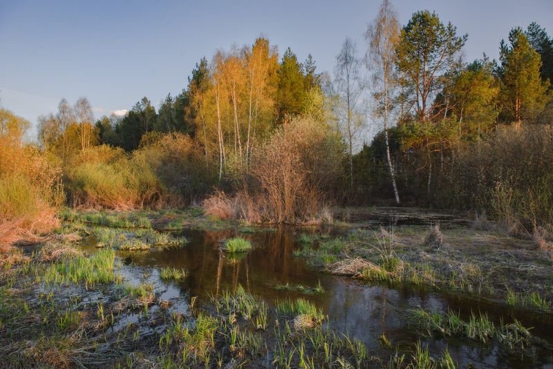 апрель вечер суходол цветение тальник серково Апрельский вечер. фото превью