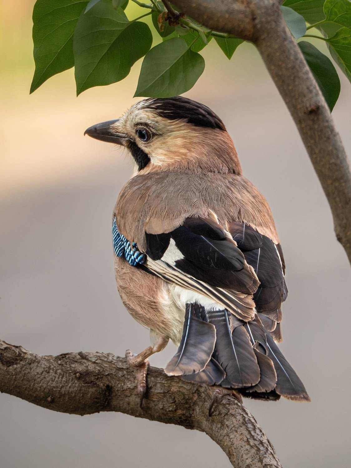 наблюдения за птицами, сойка кавказский подвид, сойка кавказская, сойка, птицы, портреты птиц, эмоции, весна, весна2025, Nadezhda Zakharova