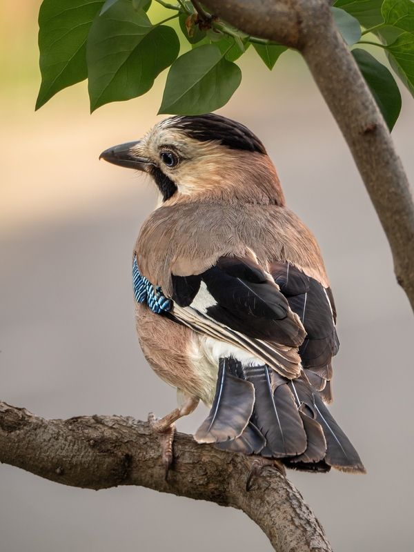 наблюдения за птицами, сойка кавказский подвид, сойка кавказская, сойка, птицы, портреты птиц, эмоции, весна, весна2025 Сойка фото превью