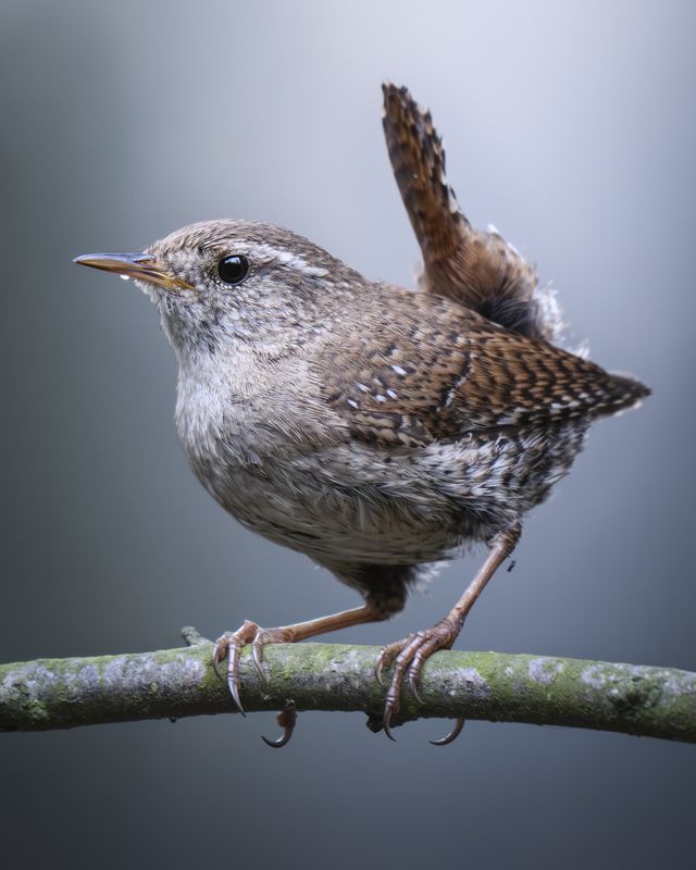 Крапивник (Troglodytes troglodytes) 