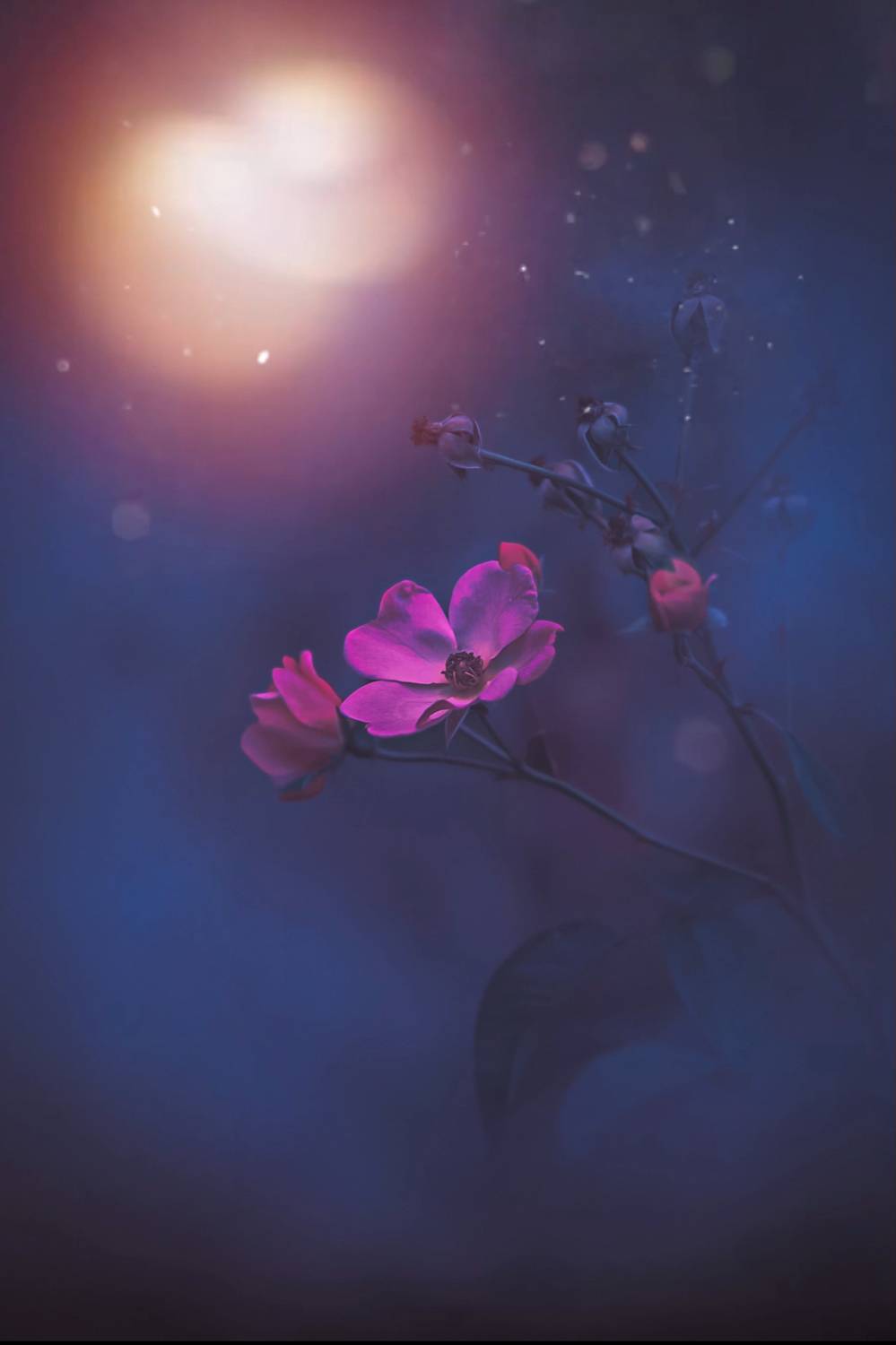 макро, macro, цветы, flower, Julia Kaissa